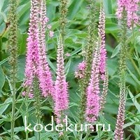 Veronica spicata Heidekind