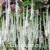 Veronicastrum virginica Alba