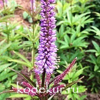 Veronicastrum virginica Red Arrows