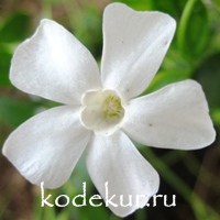 Vinca minor Gertrude Jekyll