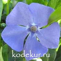 Vinca minor